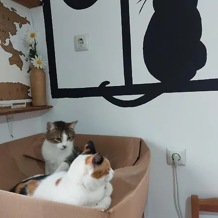 Meow Rooftop Apurrtment Ksamil