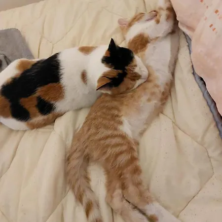 Meow Rooftop Apurrtment