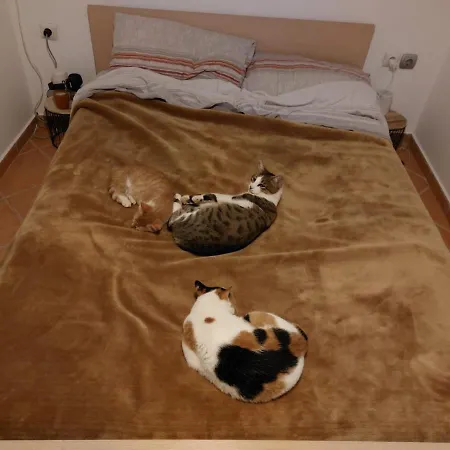 Homestay Meow Rooftop Apurrtment